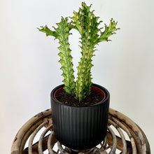 Load image into Gallery viewer, Euphorbia trigonia variegated and decorative pot (5&quot;X5&quot;)
