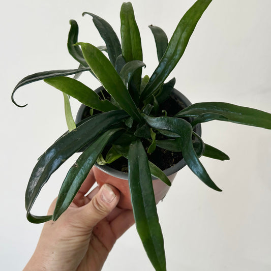 Blue Oil Fern (Microsorum thailandicum) 4” pot