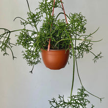 Load image into Gallery viewer, Rhipsalis cereuscula 6”hanging basket
