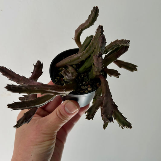 Stapelia schinzii 2.75”pot