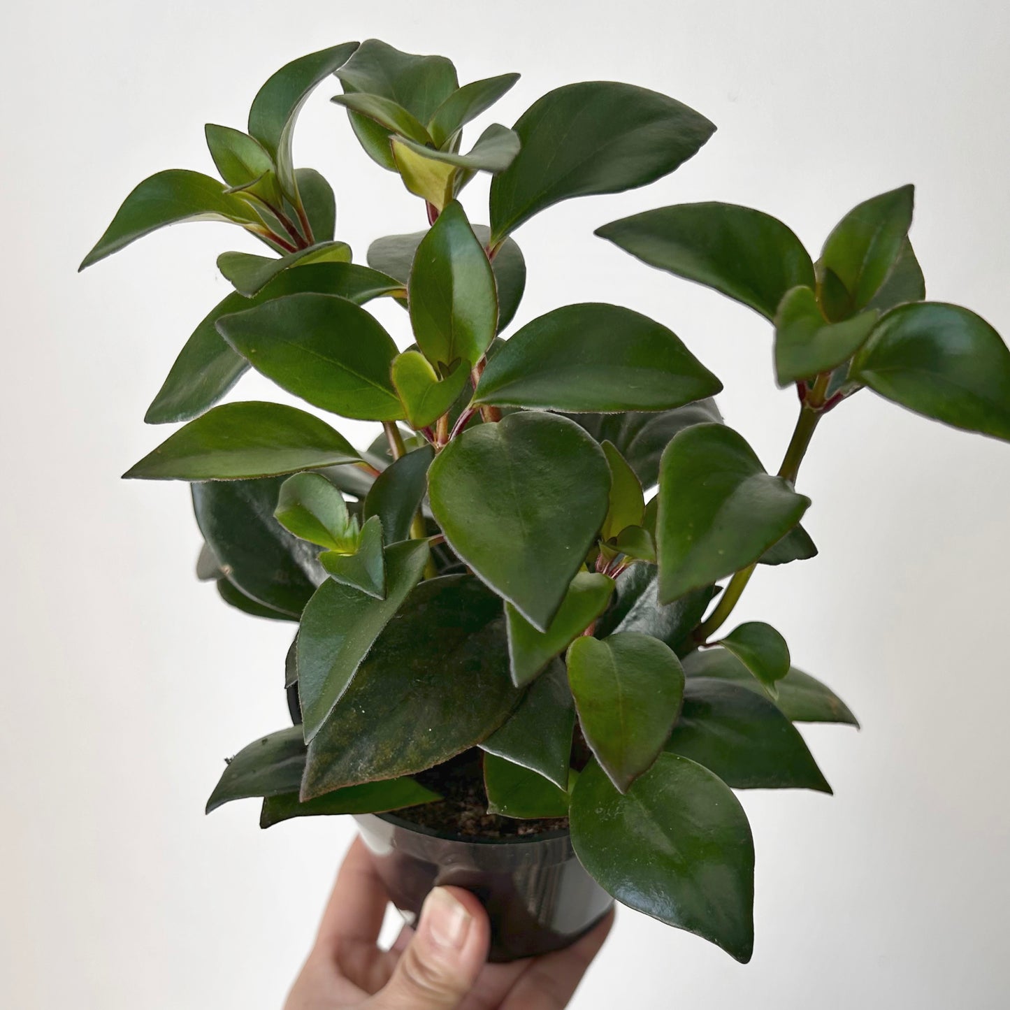 Tropicana Goldfish Plant (Nematanthus )4” pot