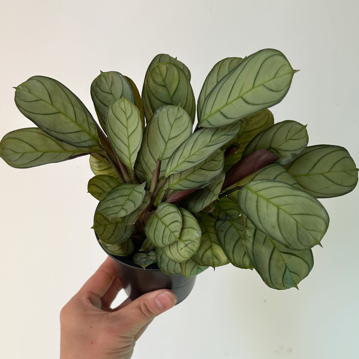 Ctenanthe burle-marxii 'Amagris' 3.5” pot