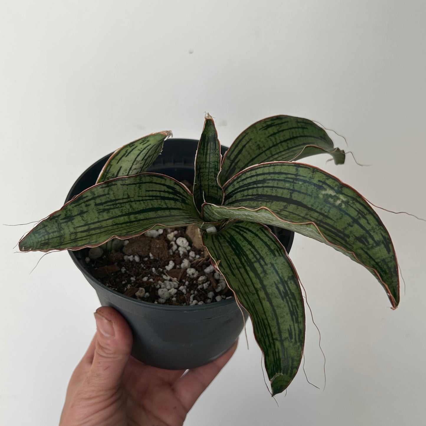 Sansevieria "Cleopatra “5”pot