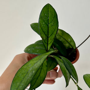 Hoya Crassipetiolata 3”pot
