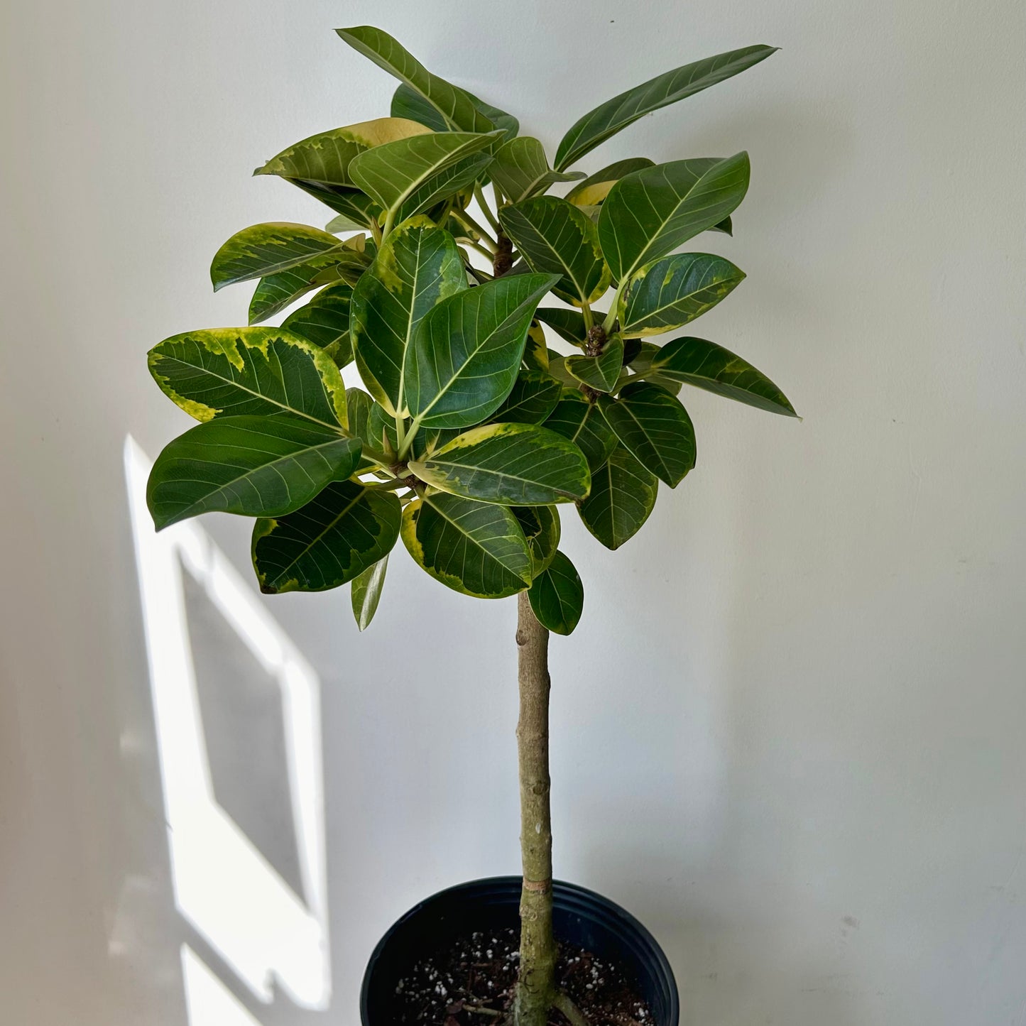 Ficus Altissima  approximately 4ft tall in 10” pot