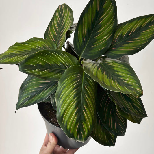 Calathea  “Beauty Star" 6” pot