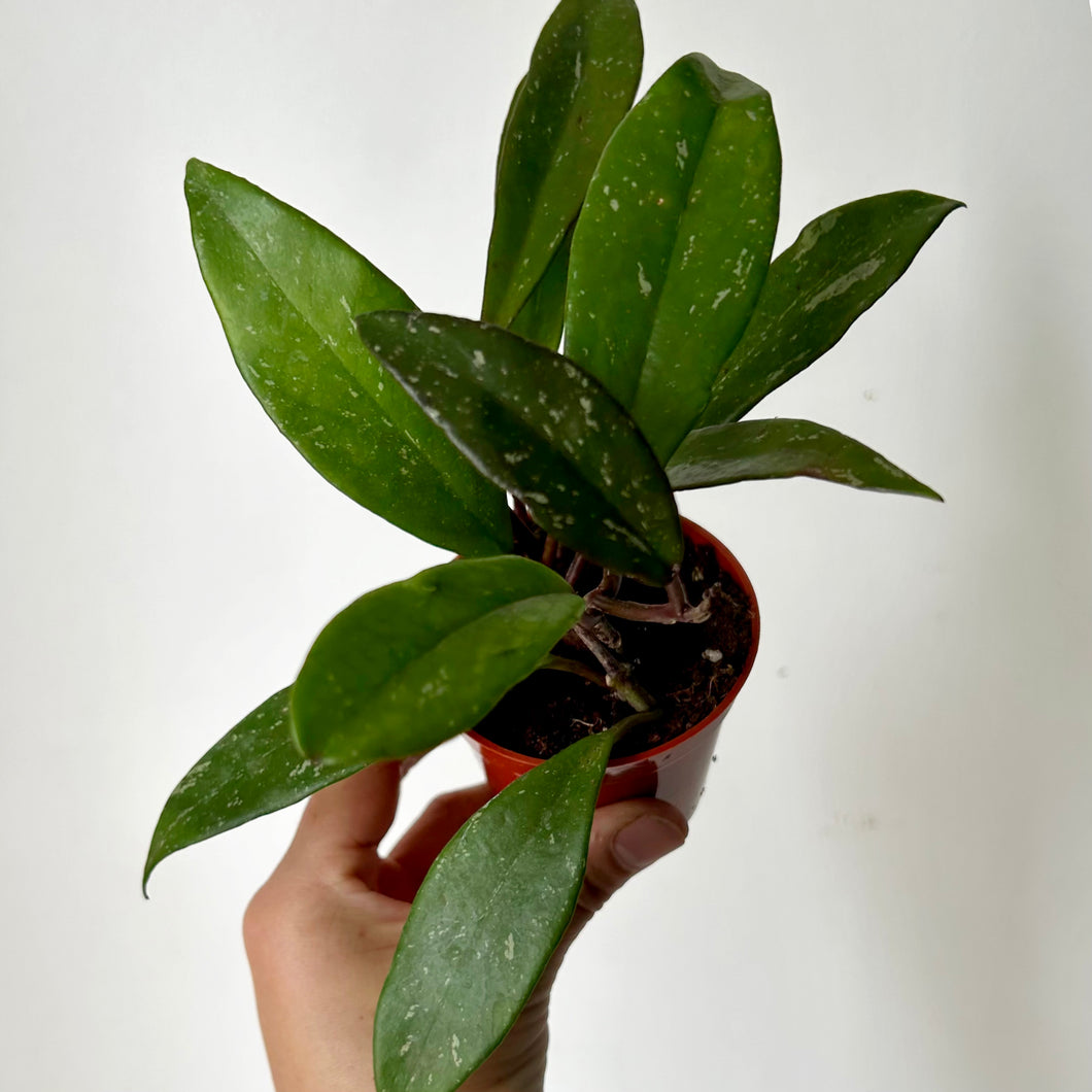 Hoya Pubicalyx Splash 3