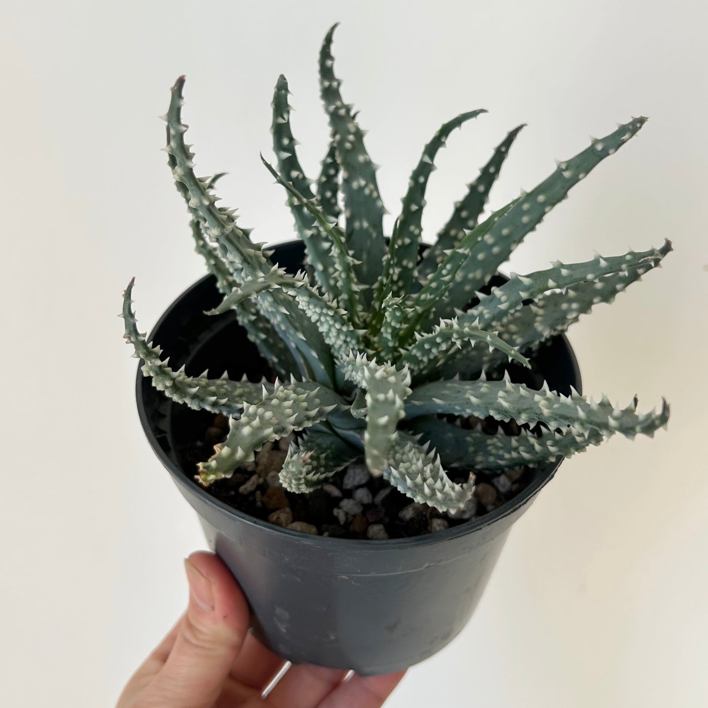 Spider Aloe (Humilis) 5” pot