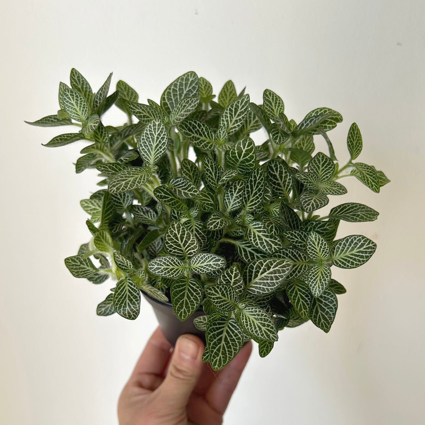 Nerve Plant (Fittonia) 3.5”Pot