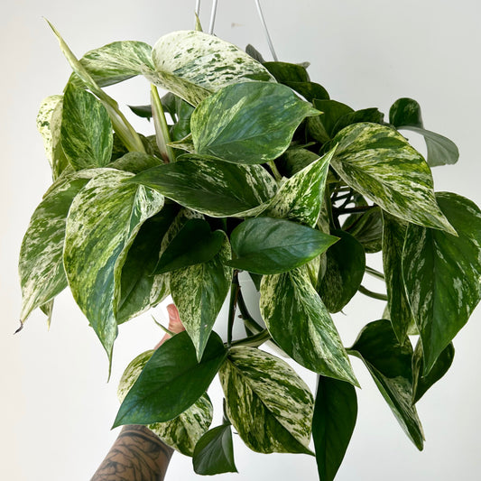 Pothos Marble Queen 8” pot