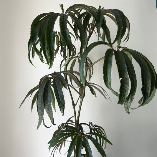 Palm Leaf Begonia (Luxurians) approximately  2ft tall in 6”pot