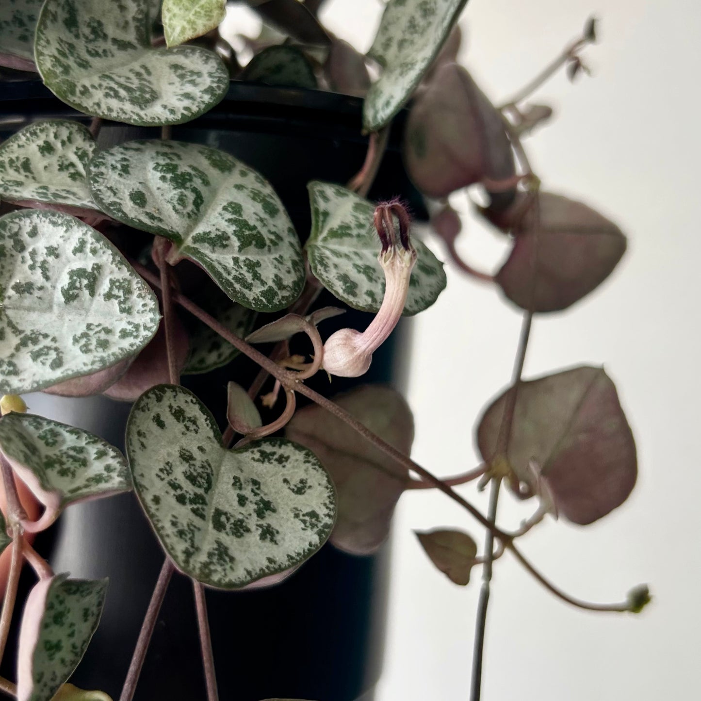 String of Hearts 4”pot