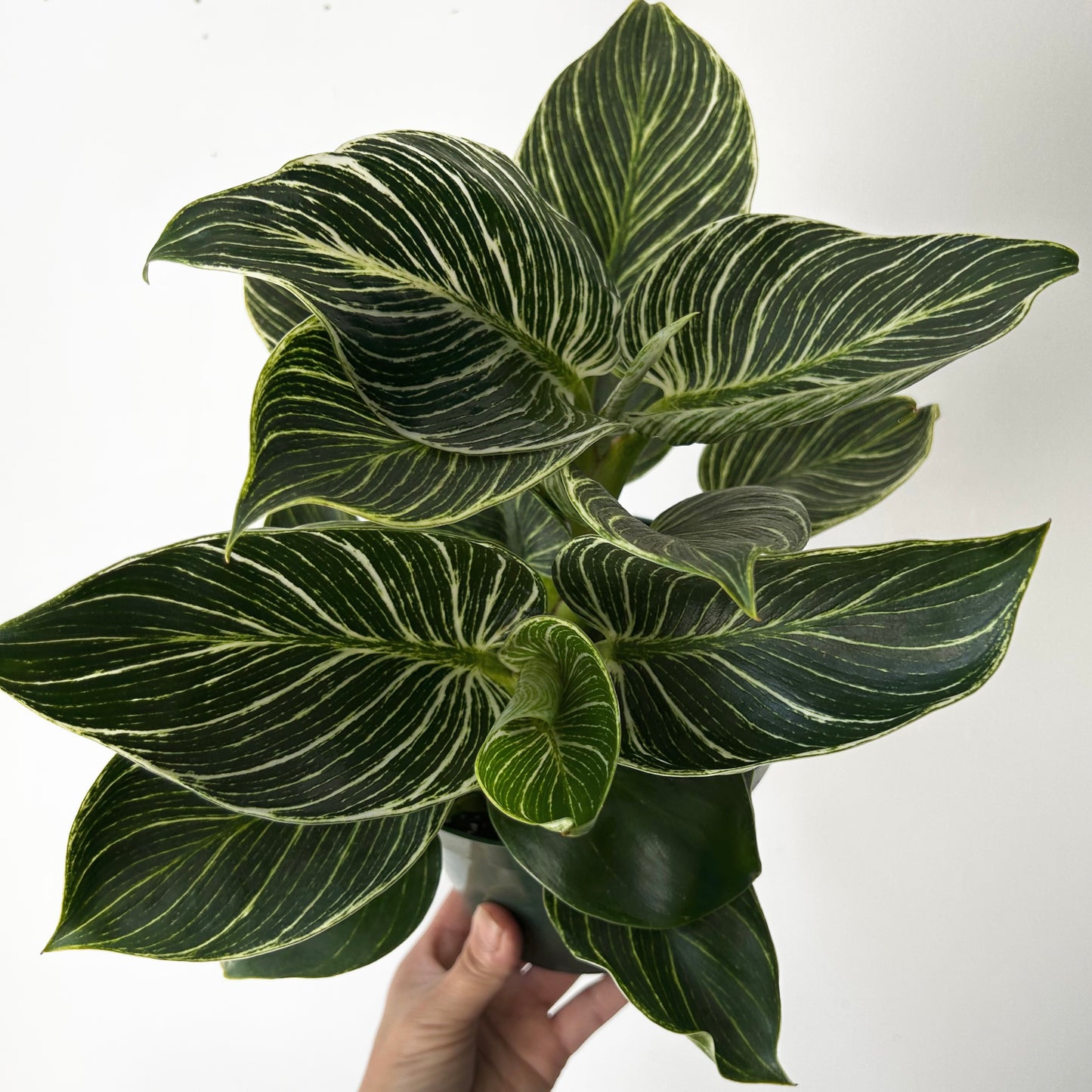 Philodendron “Birkin” 6”pot