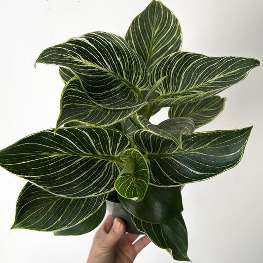 Philodendron “Birkin” 6”pot