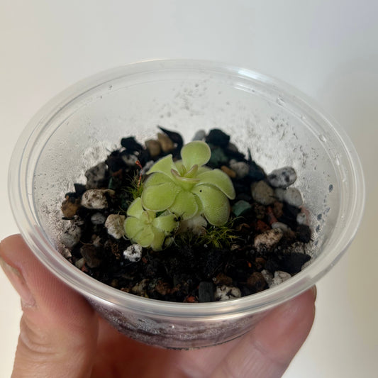Carnivorous Butterwort (Pinguicula Hanka) 3” pot
