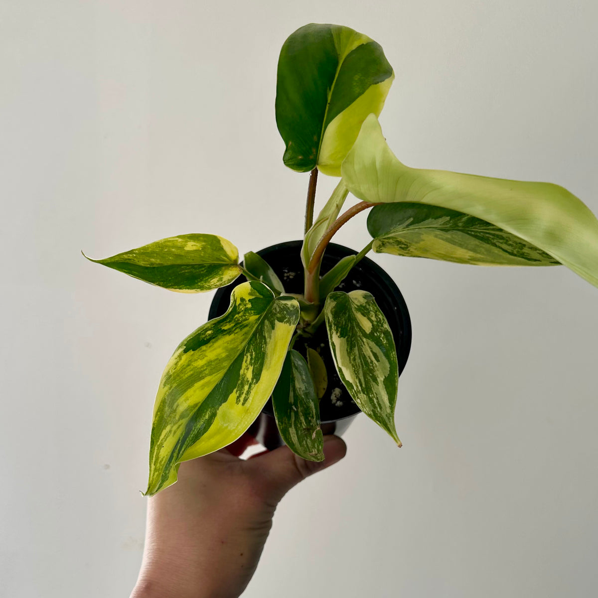 Variegated Philodendron “Florida Beauty” 4”pot