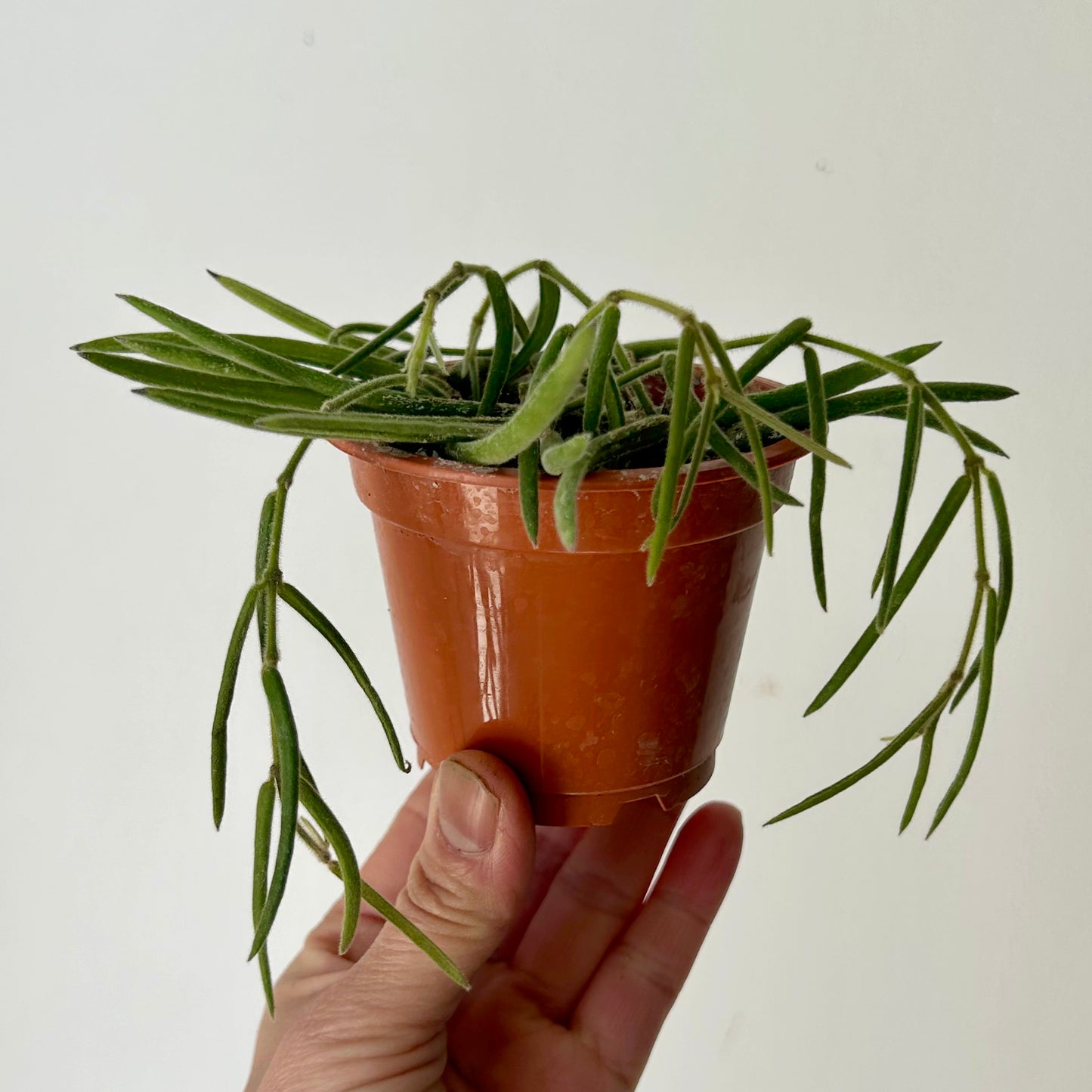 Hoya Lineris 2.5”pot