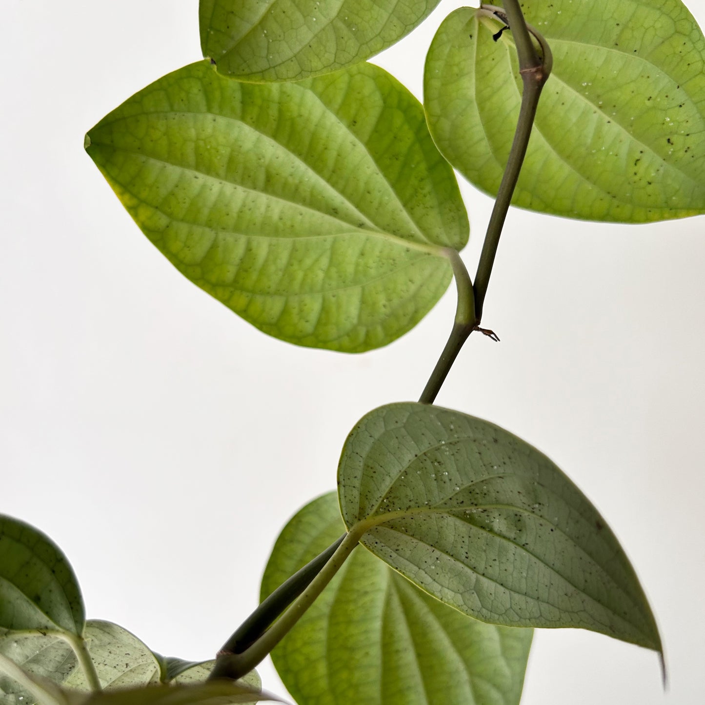 Piper nigrum Black Pepper Plant 4” pot