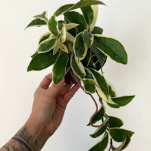 Load image into Gallery viewer, Hoya carnosa &quot;Krimson Queen” 4” pot
