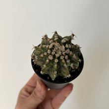 Load image into Gallery viewer, Moon Cactus (Gymnocalycium mihanovichii) 2.5” pot
