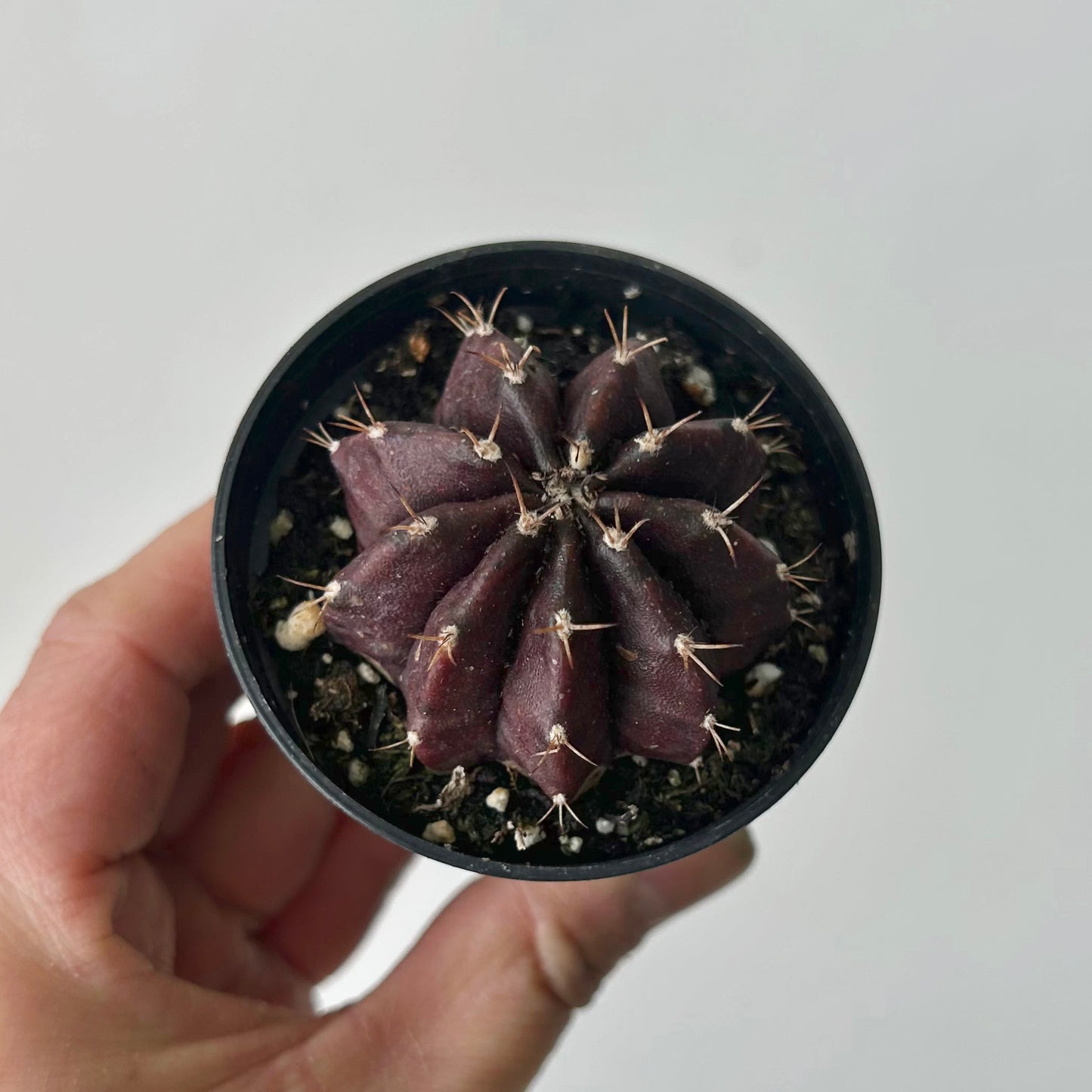 Gymnocalycium mihanovichii "Black Widow" 2.5” pot