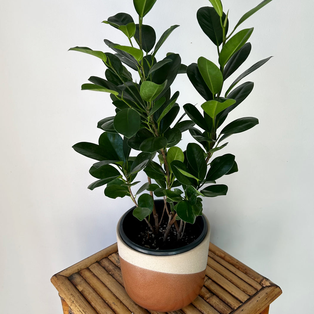 Ficus “Moclame” approximately 2ft tall in 6.25”pot