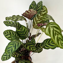 Load image into Gallery viewer, Calathea “Peacock” (Makoyana) approximately 2.5 ft tall in 6.5” pot
