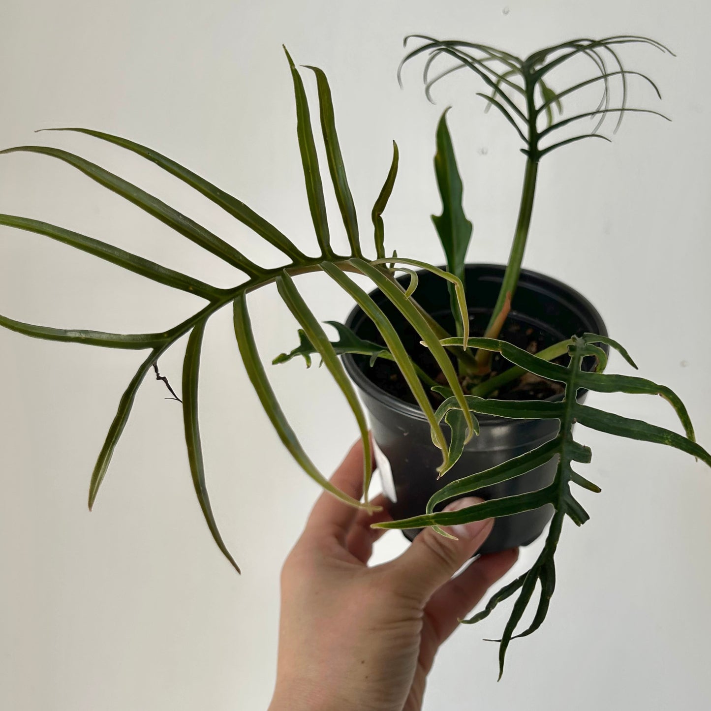 Philodendron Tortum 4”pot