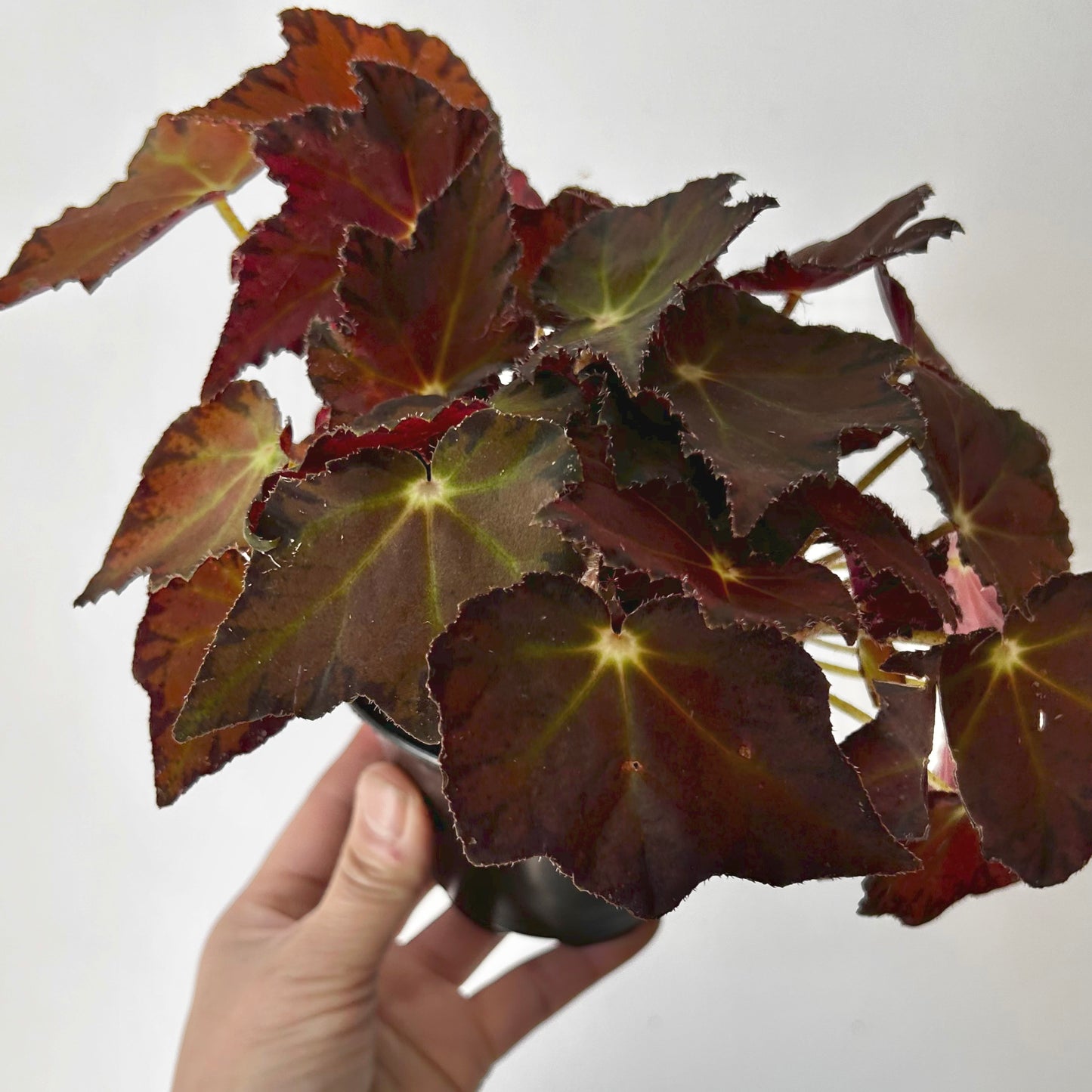 Begonia Rex 4” pot