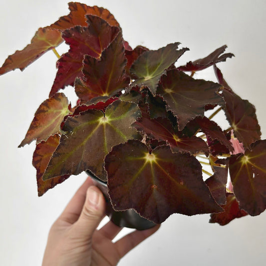 Begonia Rex 4” pot