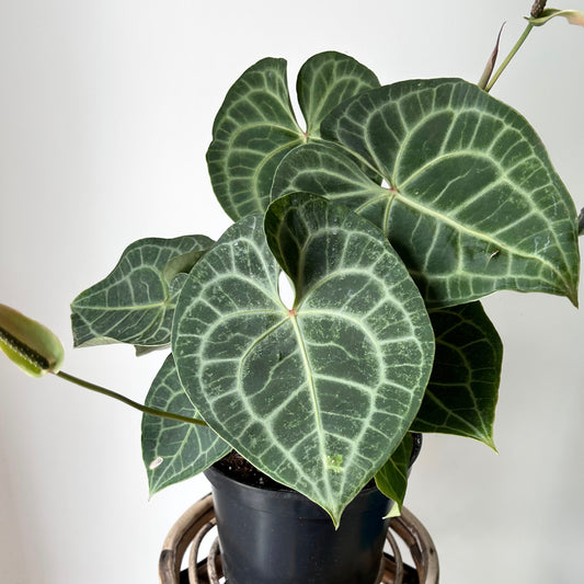 Anthurium clarinervium approximately 2ft tall in 10” pot