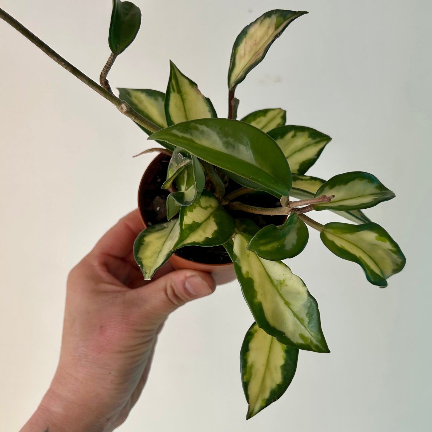 Suspended Kokedama Sphere (Plant included)