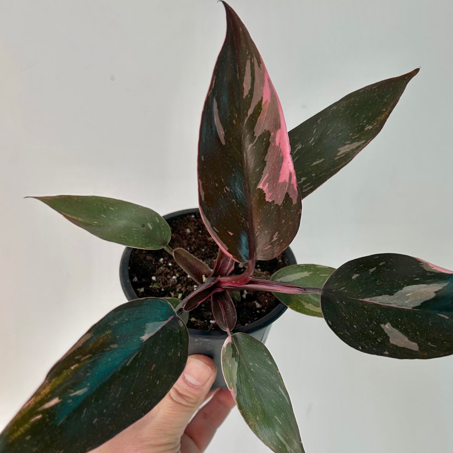 Philodendron “Pink Princess” 3.5”pot