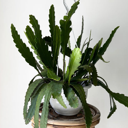 Disocactus 8” hanging basket