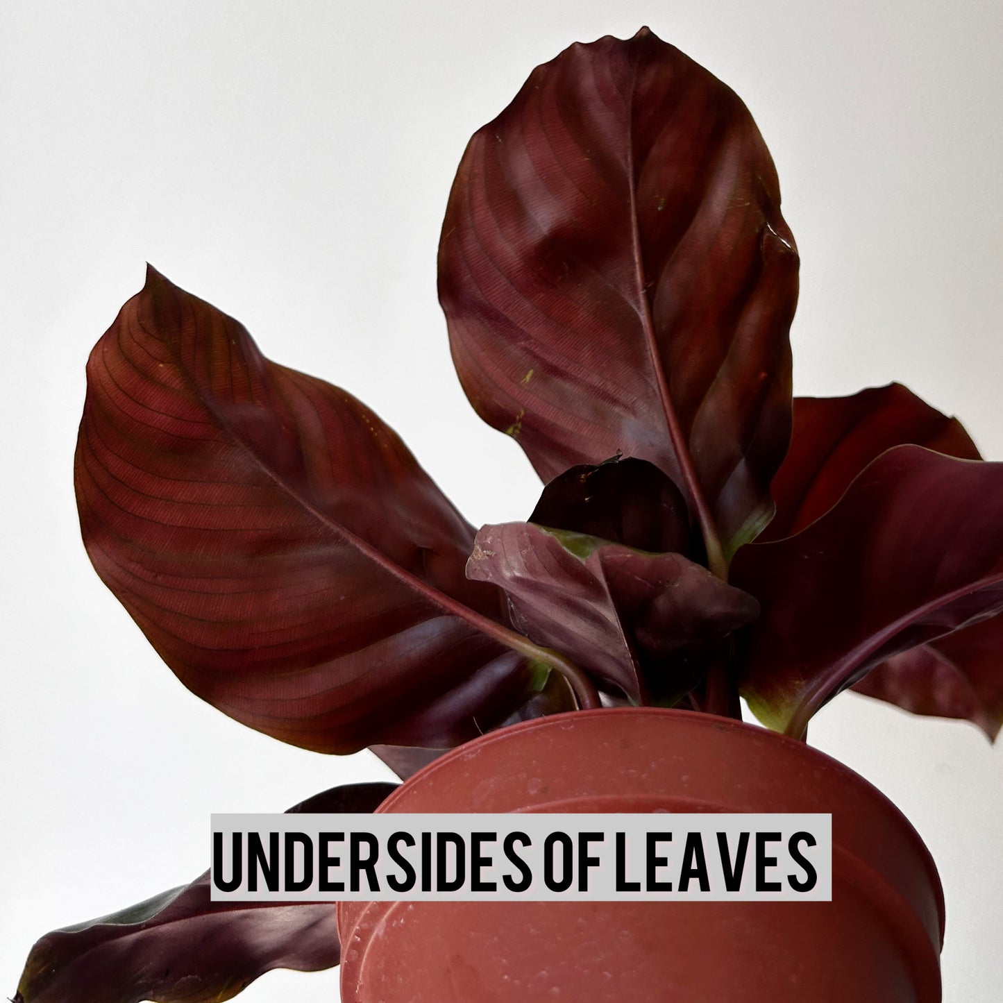 Calathea fasciata 4”’pot