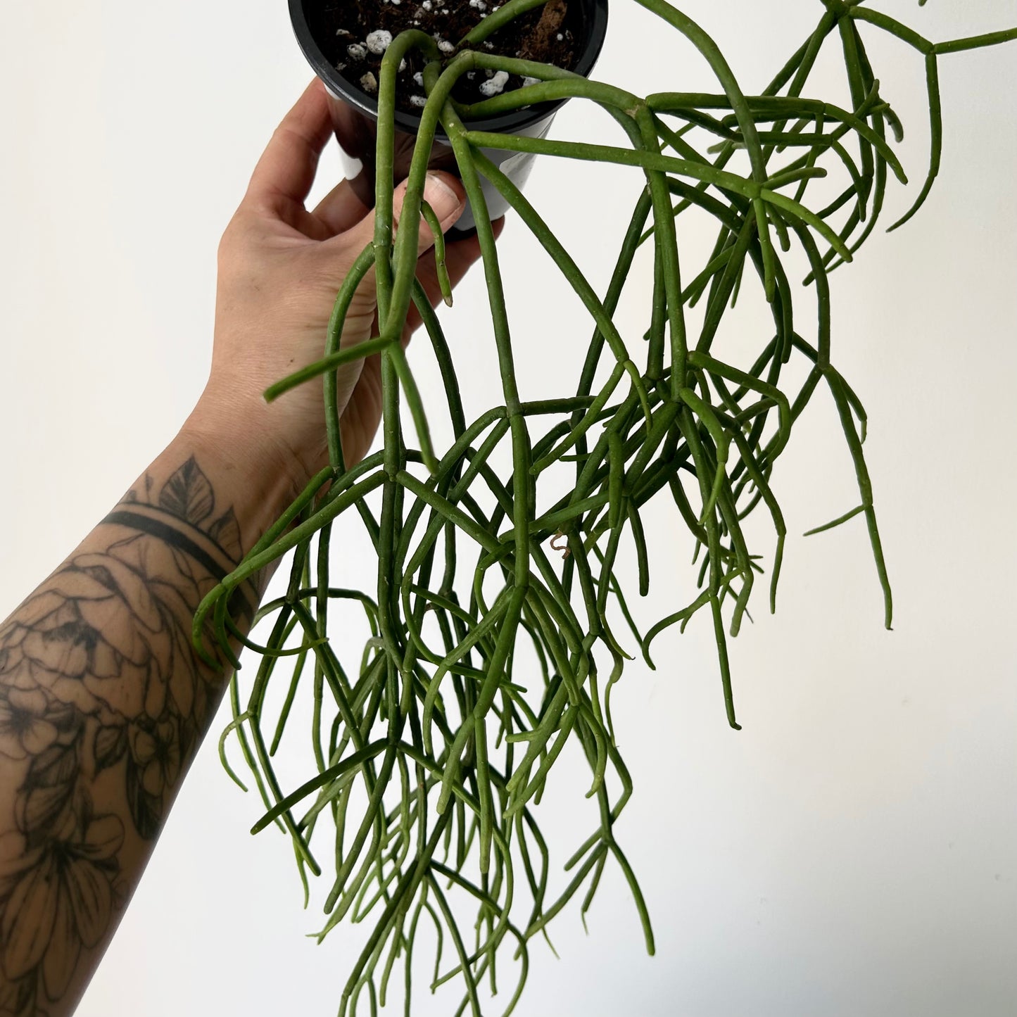 Rhipsalis baccifera 3.5” pot