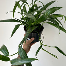 Load image into Gallery viewer, Epipremnum Amplissimum 6” pot
