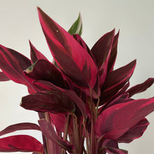 Load image into Gallery viewer, Calathea Stromanthe Triostar 4” pot
