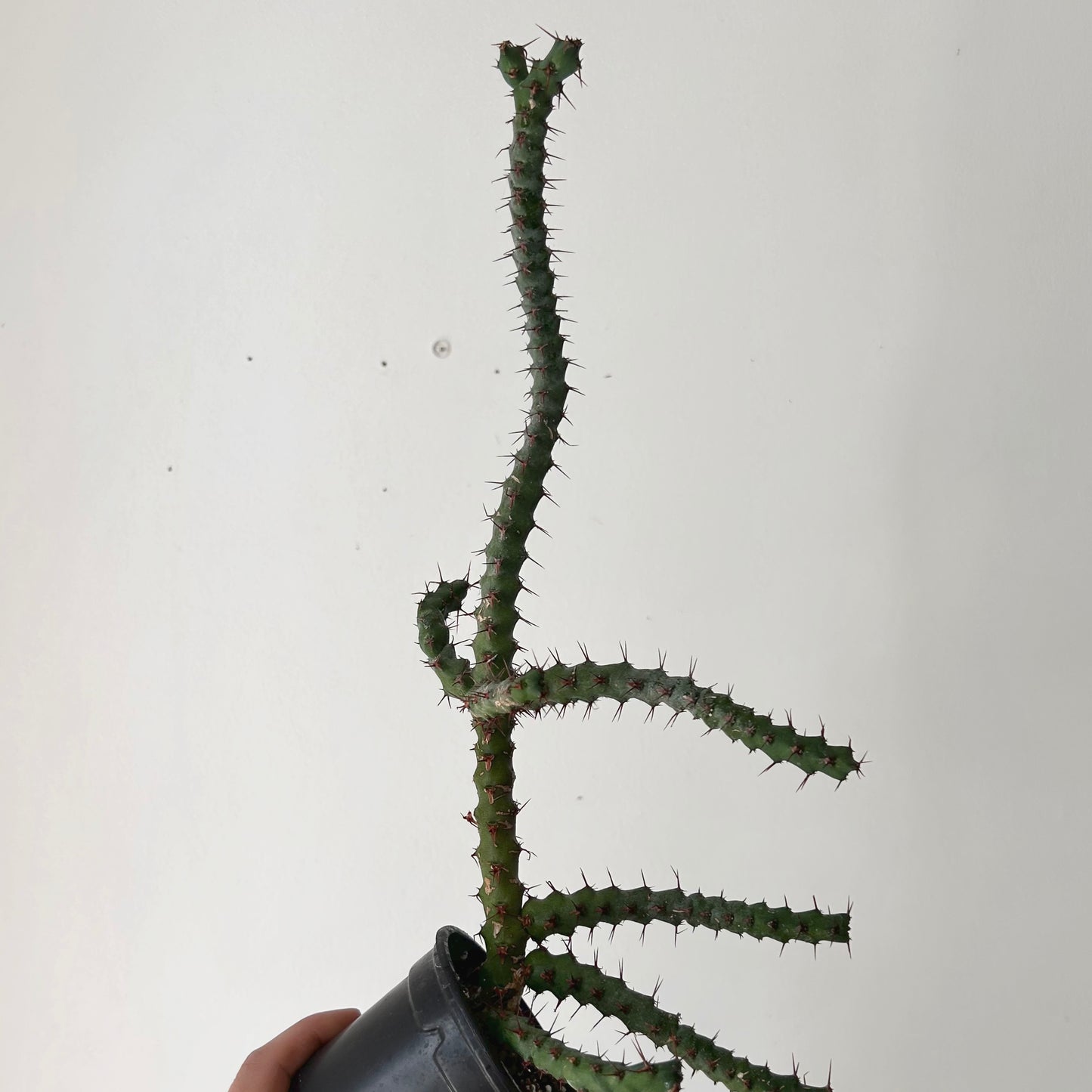 Euphorbia cuprispina 3.5” pot