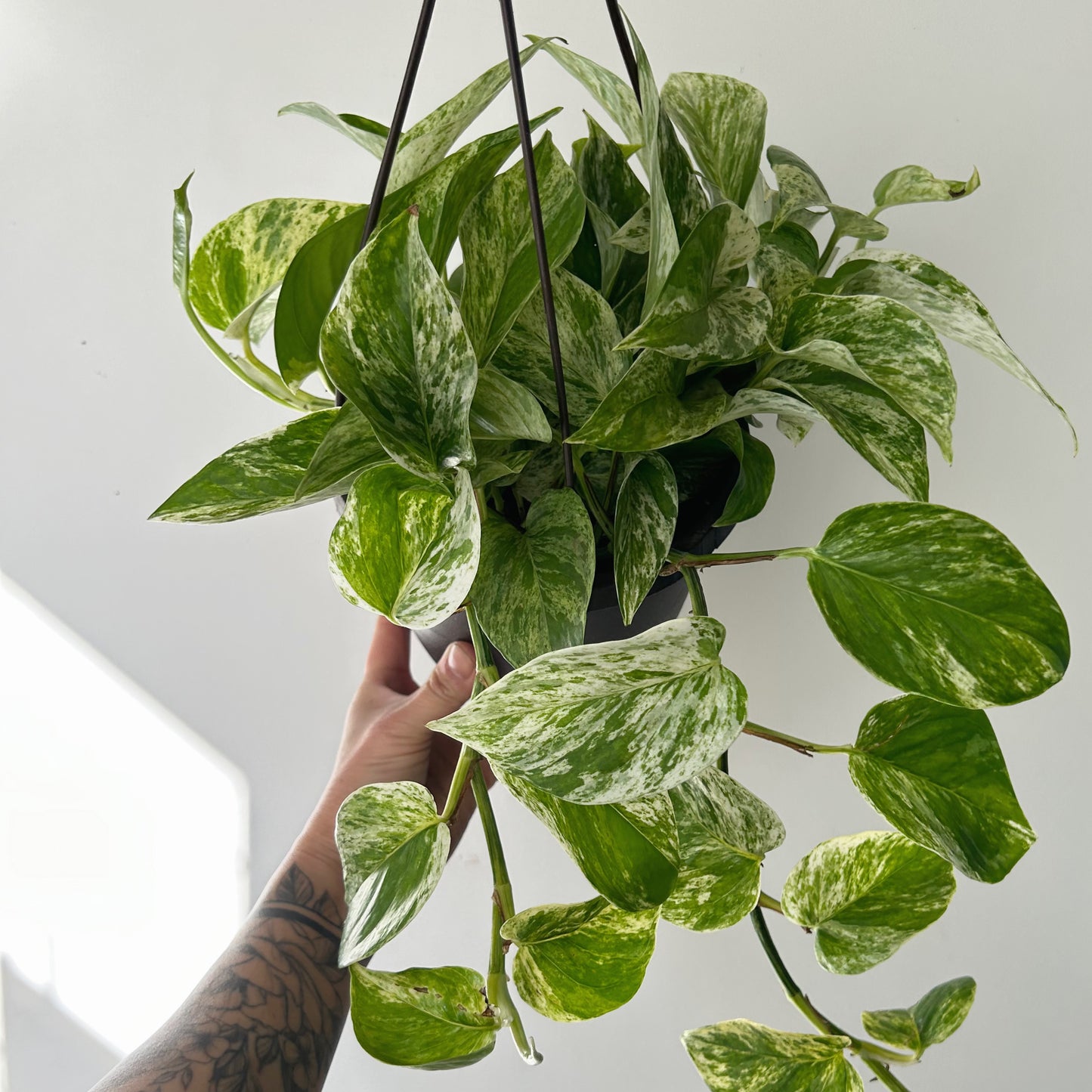 Pothos “Marble Queen” 6” hanging basket