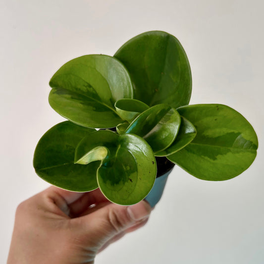 Variegated Peperomia obtusifolia  “Lemon Lime” 2.5" pot