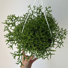 Load image into Gallery viewer, Rhipsalis Cereuscula 8”hanging basket
