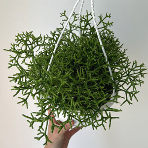 Rhipsalis Cereuscula 8”hanging basket