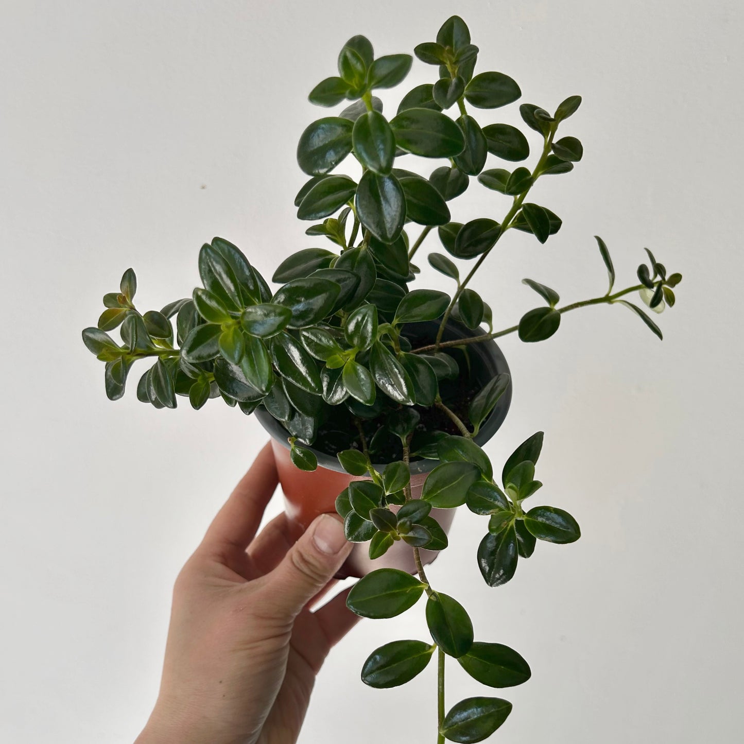 Goldfish Plant (Nematanthus) 4” pot