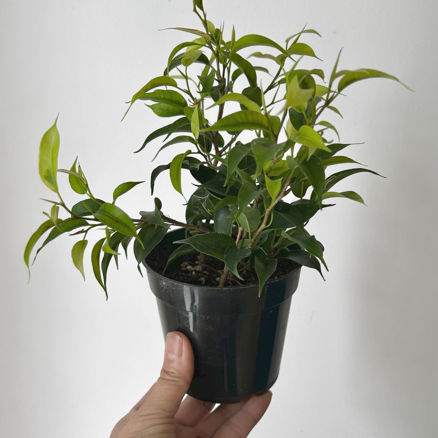 Ficus Benjamina (Small-leaf) 4”pot