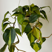 Load image into Gallery viewer, Philodendron Heartleaf “Brazil” 4.5” hanging basket

