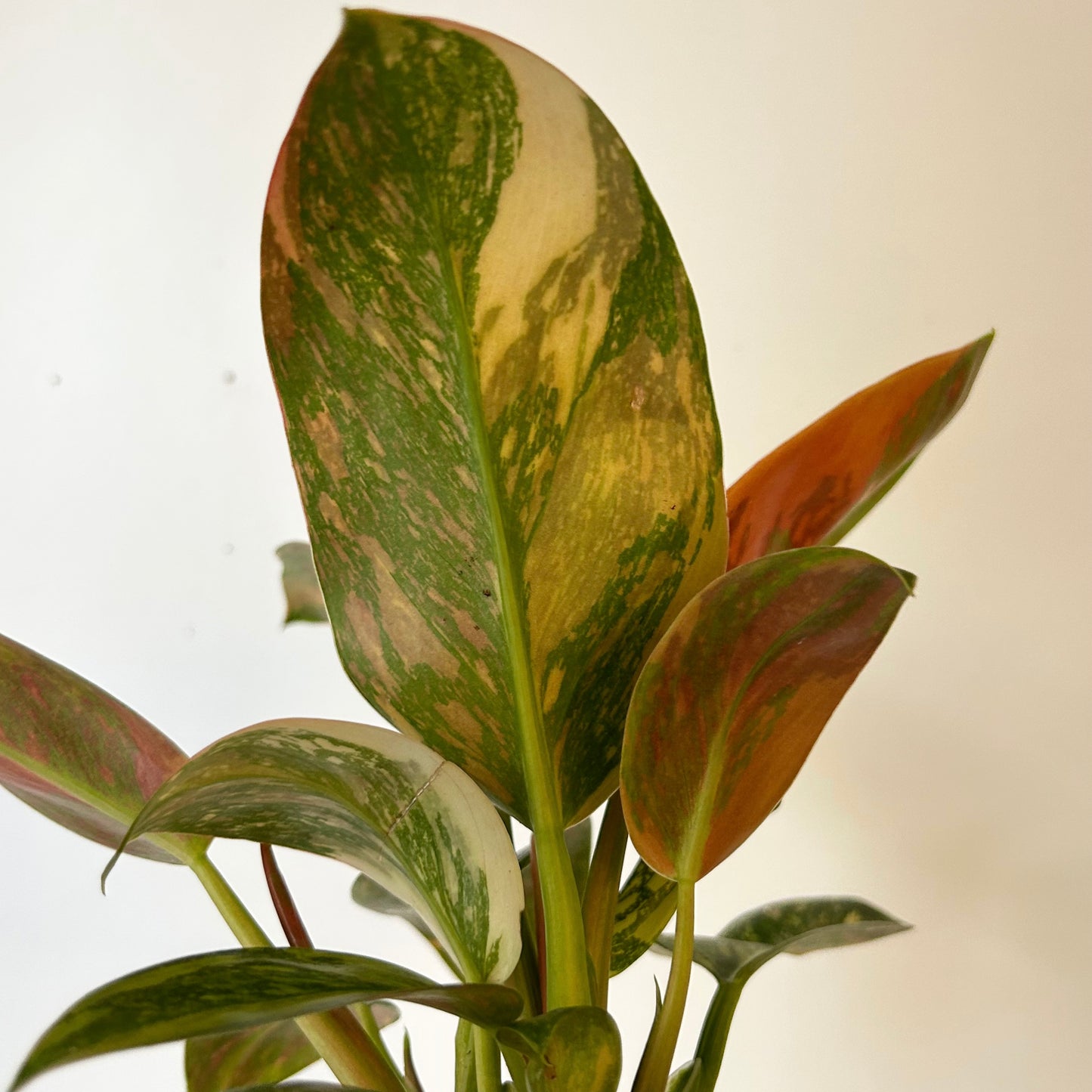 Variegated Philodendron Green Congo Nuclear 4” pots