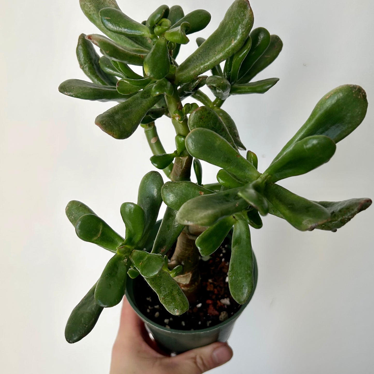 Hobbit Jade (Crassula) 4” pot