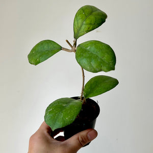 Hoya Larisa 3" pot