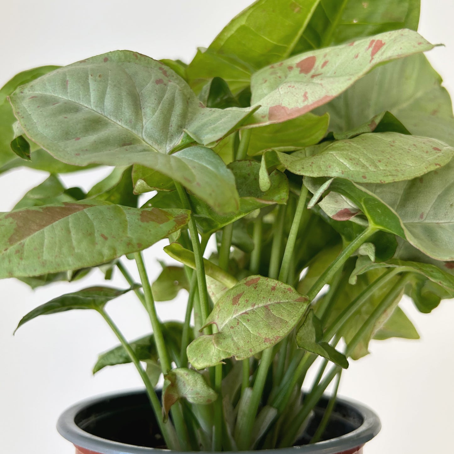 Syngonium “Milk Confetti” 4”pot
